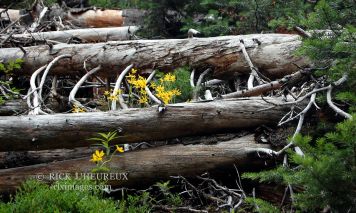 Deadfall & Flowers